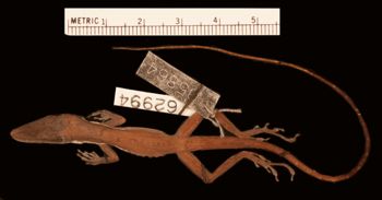 Media type: image;   Herpetology R-62994